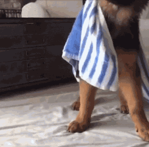 德牧跟二哈一起生活久了之后，这狗已经不能要了吧，哈哈！