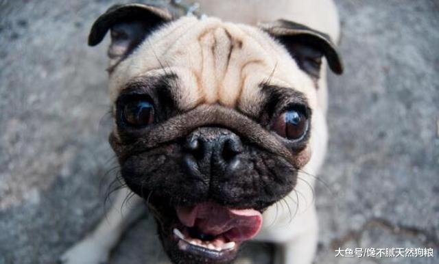 在饲养巴哥犬之前，有5件事，你需要知道