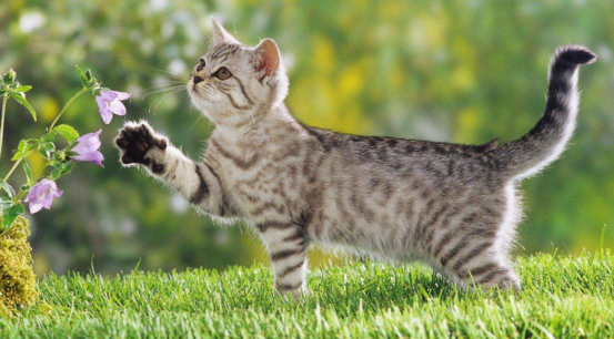 猫咪夏天意外死亡手册