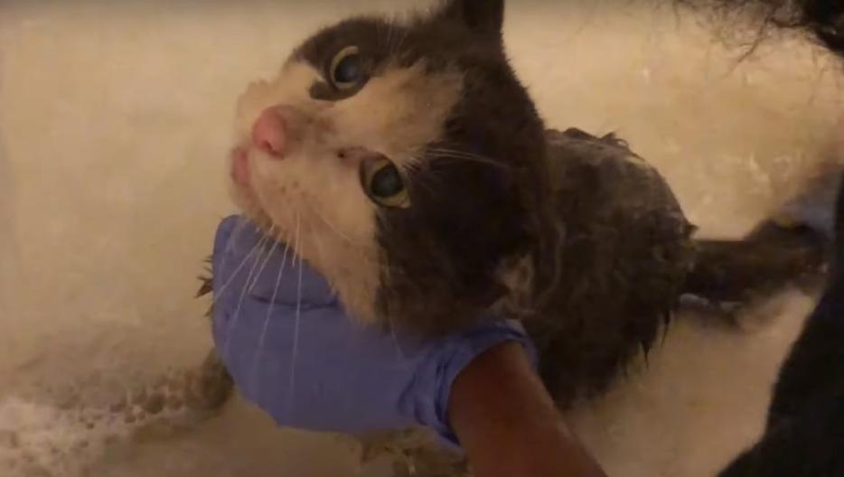 流浪猫咪被带回家，精心照料后模样大变，霸气眼神却一点不改