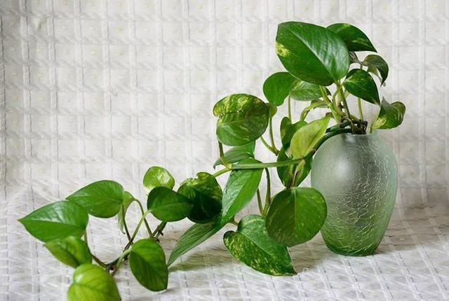 装修甲醛隐藏14年，家里放一些，小半个月就能把甲醛治理没了！