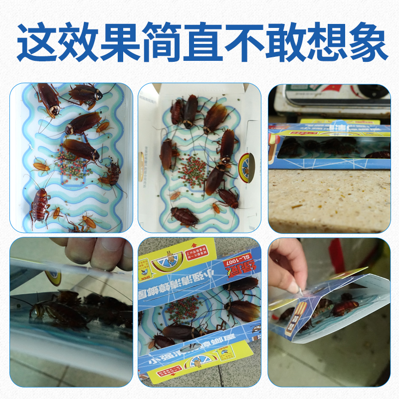 屋内蟑螂多了脚不能踩，一种植物放家中，从此你家不再有蟑螂