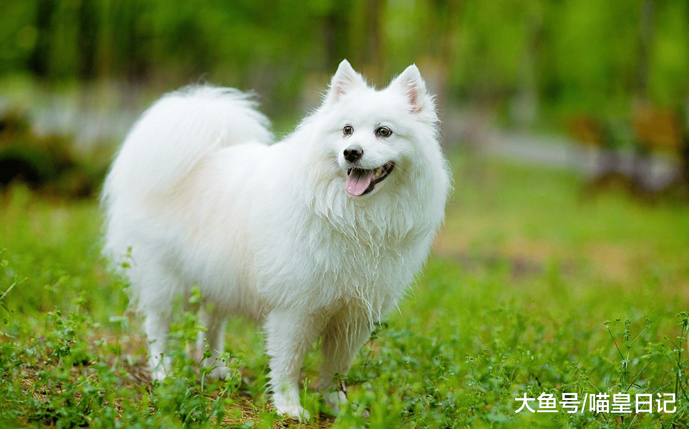 这三种狗狗的爱干净程度堪比喵星人，家里养了它们的太幸福了！