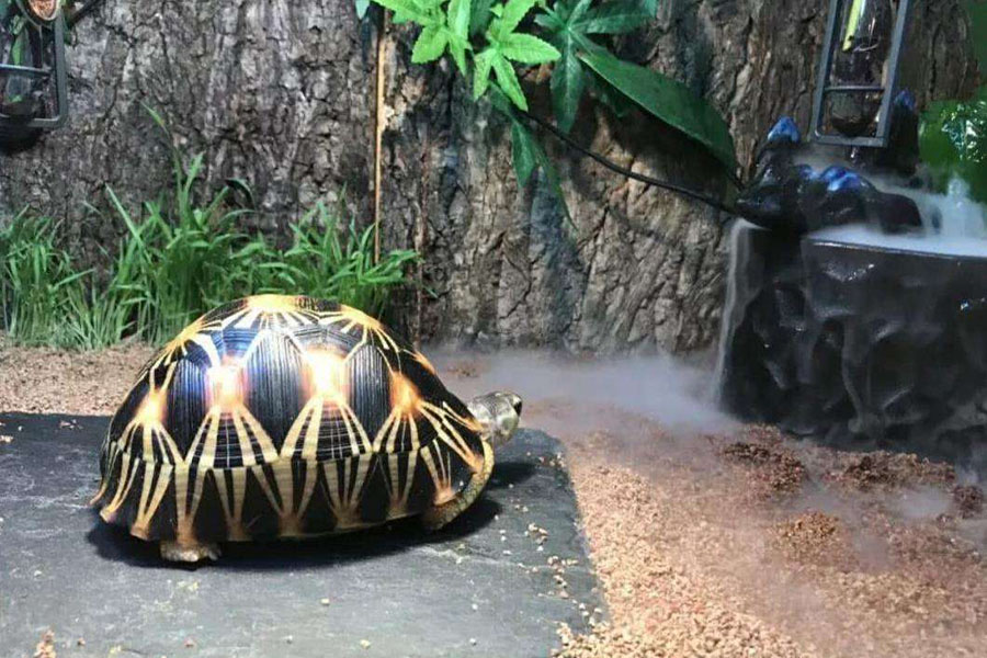 冬天养乌龟，隔着玻璃晒太阳有用吗？