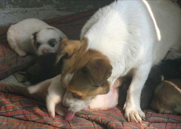 流浪狗为了要吃的，做出这个动作，知道原因后眼泪掉下来