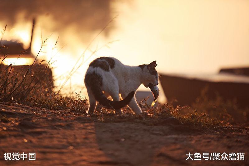 “怀孕”猫咪被主人狠心丢弃, 过分忠诚苦等主人回来, 体检发现猫腻