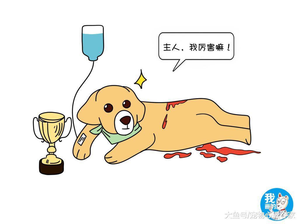 狗狗参加比赛，用满身鲜血换来冠军：人在笑，狗在叫
