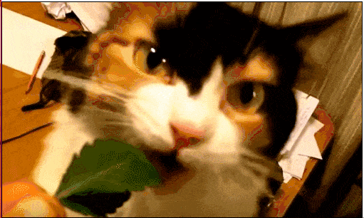 猫咪夏天意外死亡手册