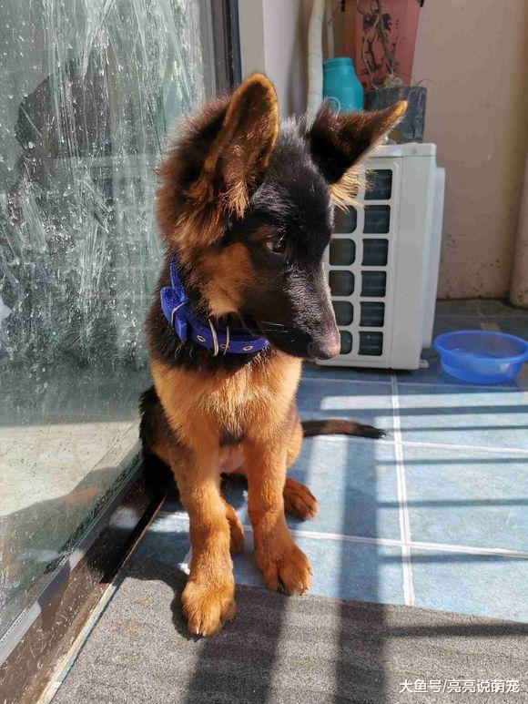 网友没有时间陪德牧，它只能自己在家，狗：都不想看见主人