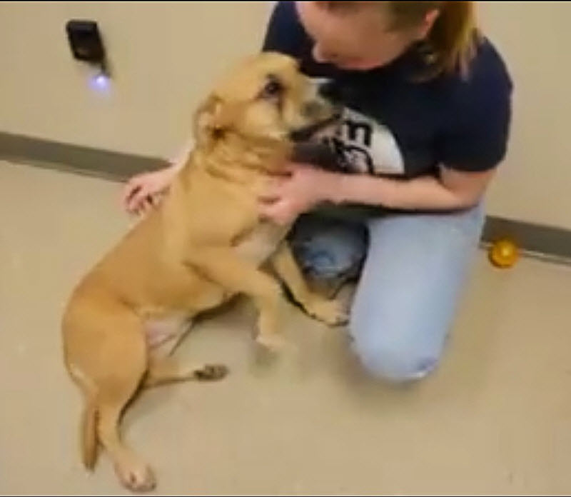 差点被安乐死的狗狗不停对主人吠叫，得知真相后主人感动万分