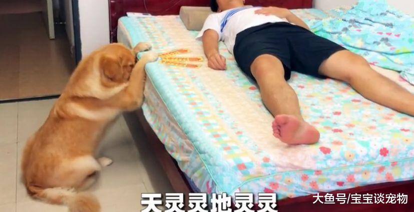 主人吃鸡腿后假装食物中毒，金毛会救主人？它竟然“求神拜佛”