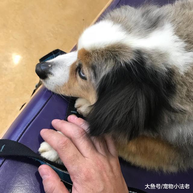 狗狗临死前的独白：主人我守护你一辈子，现在换你来守护我好吗！