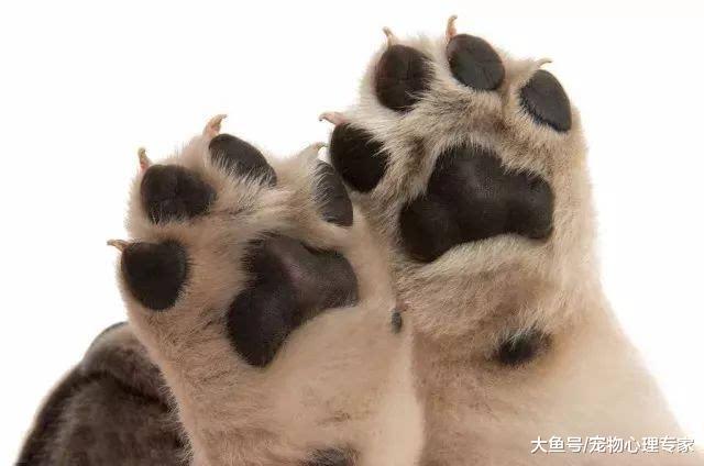 为什么狗狗一天要舔10个小时的爪子? 可能是疾病找上身