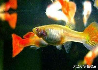 為什么有的熱帶魚冬天可以不用加溫，春天來了反而要加溫？