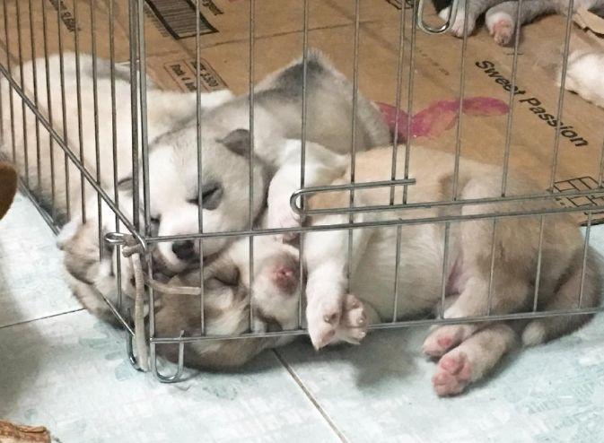 当二哈生了一窝小奶狗, 铲屎官看到它们的睡姿, 网友: 纯种没跑了