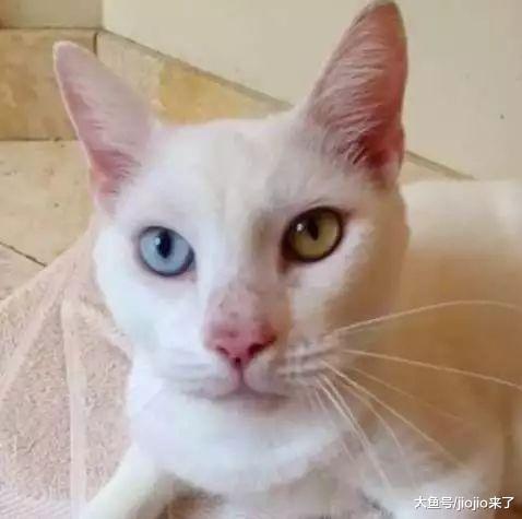 本以为是只盲猫, 捡回家治好后却发现它有最美的眼睛