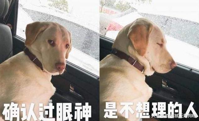 狗狗对你如果有这6种行为，说明它已经记恨你了，你有中招吗