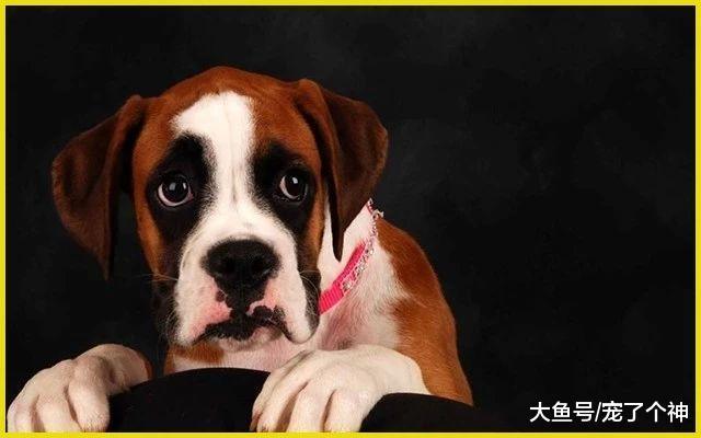 狗子超胆小? 都是溺爱惹得祸!