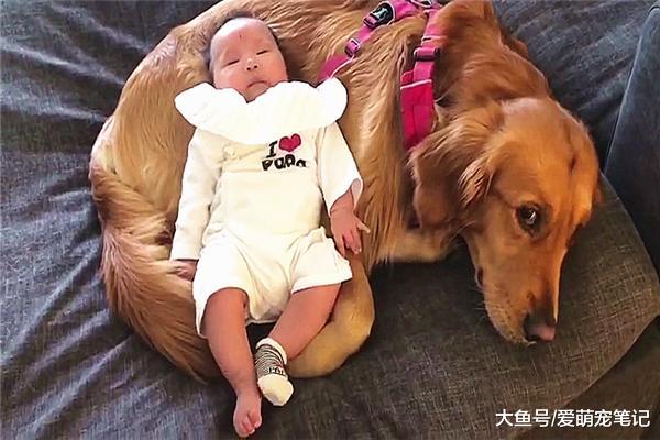 小主人躺在金毛身上睡，怕吵醒宝宝丝毫不敢动，狗子真是操碎了心