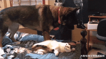 猫咪抢了德牧“地盘”，结果悲剧了，把人家当成哈士奇了吧？
