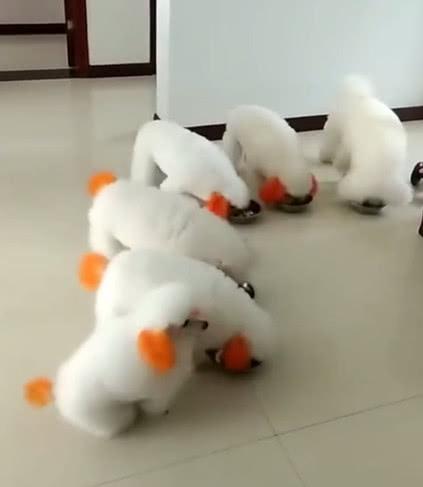 一群狗狗排队吃饭, 主人一声令下结果傻眼了, 不按套路出牌!