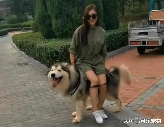 威风凛凛的阿拉斯加像只狮子，主人突发奇想，将它当成了坐骑