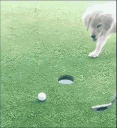 外国小哥实力演绎养狗和养猫的区别，太形象生动了