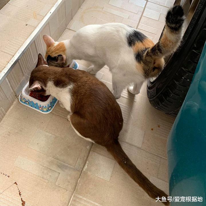 一年前喂过的小公猫，竟拖家带口找上门：喂过我就要负责！