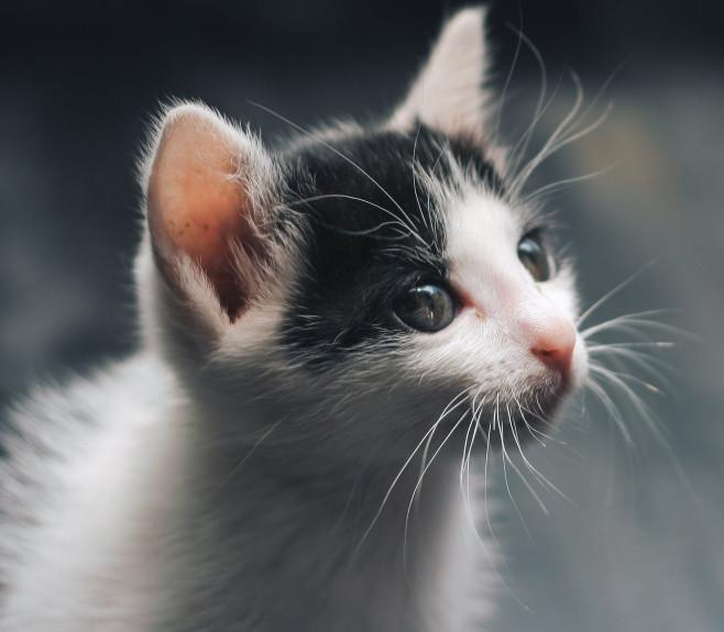 新手鏟屎官必須了解的養貓知識，有哪些事情需要格外注意