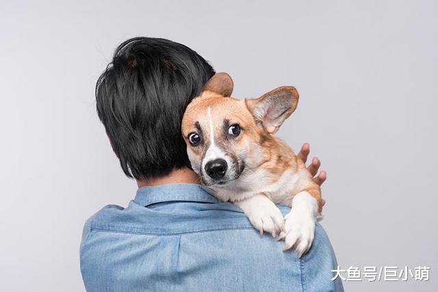 从出生到18个月，狗狗经历2个恐惧期，帮狗狗克服恐惧，至关重要