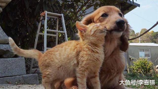 铲屎官遛狗途中偶遇热情大橘，全程粘着狗子，恍若一只“舔狗”猫