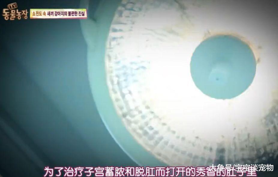 每天不停地被迫交配，注射发情药物，它们的命运何时能改变？