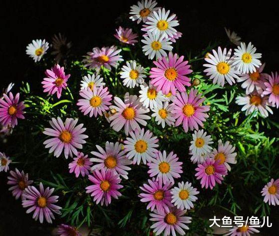 2019年霉运全跑掉，烦心事不再有的生肖，财神缠身，财气逼人