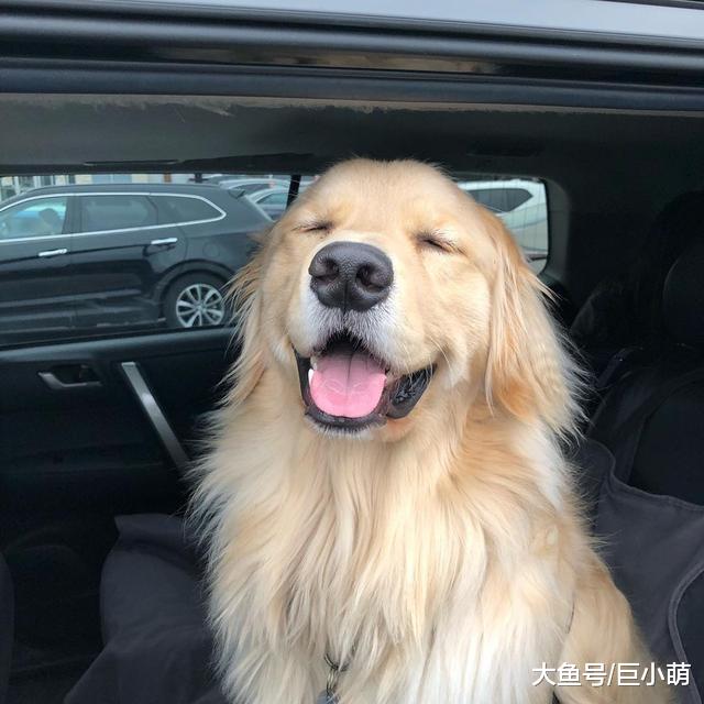 挑食到走红的金毛犬，唯爱蛋黄，对着蛋白气呼呼地龇牙咧嘴
