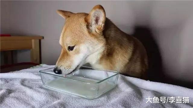 辟谣，狗狗并非不能喝牛乳，只是另两类乳制品相比牛奶更适合幼犬