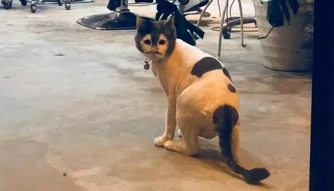 这猫昨晚是不是熬夜了