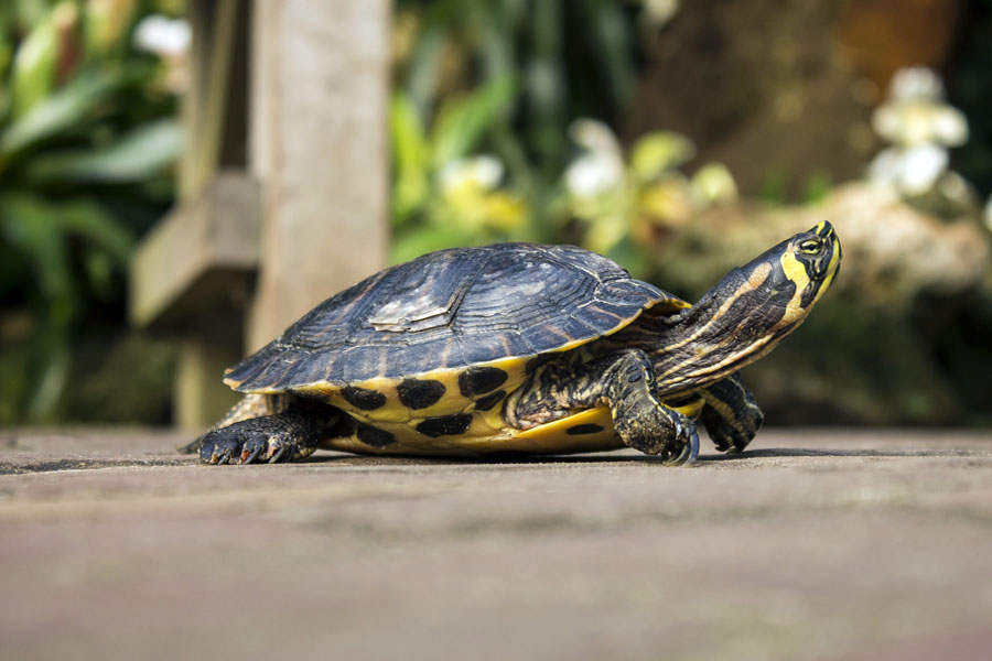秋分时节，乌龟也需要“贴秋膘”