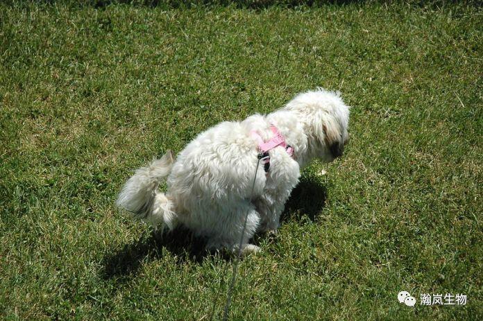 “狗粑粑”注意事项