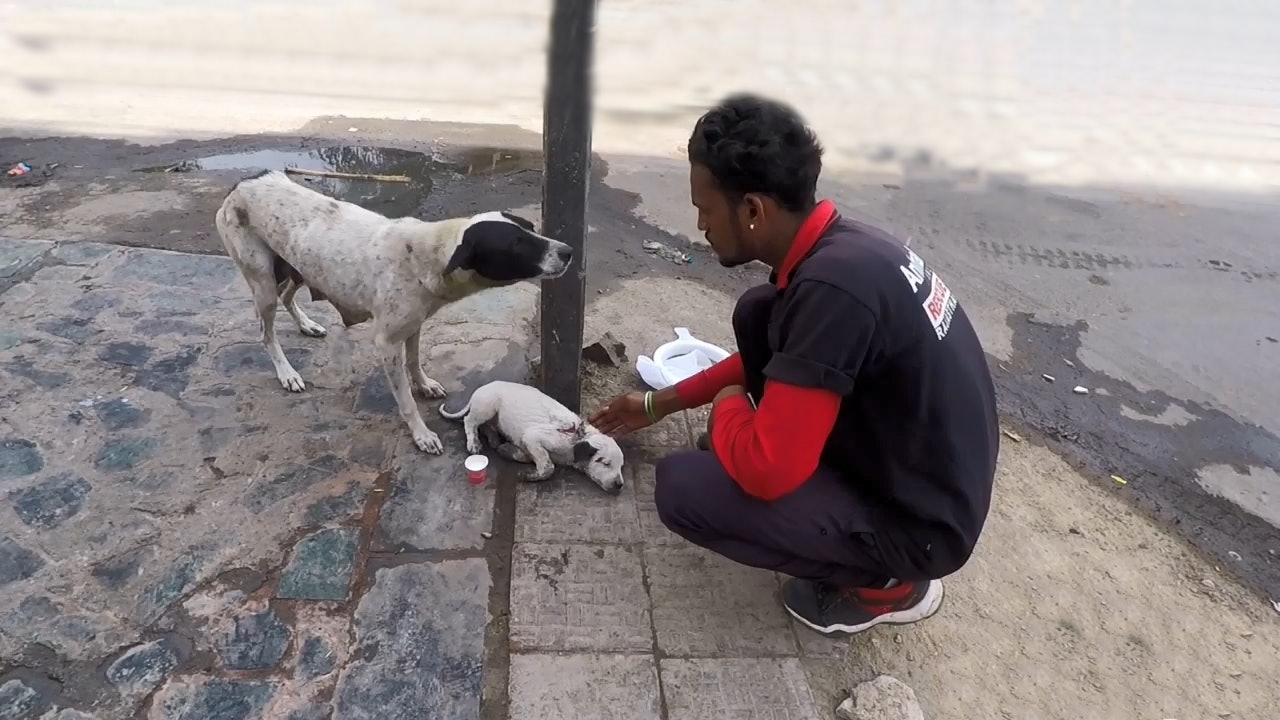 小奶狗肩膀遭刺伤，无助躺在地上，狗妈妈哭叫着守护请救救孩子