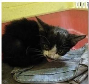 流浪貓不愿離開，寵主做出承諾