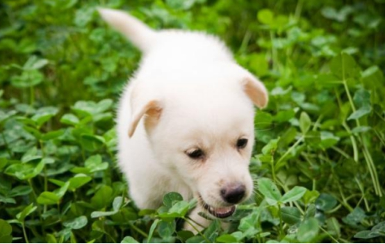 小奶狗与狗妈妈走散，好心网友帮小狗找到妈妈，狗妈妈竟感动到落泪