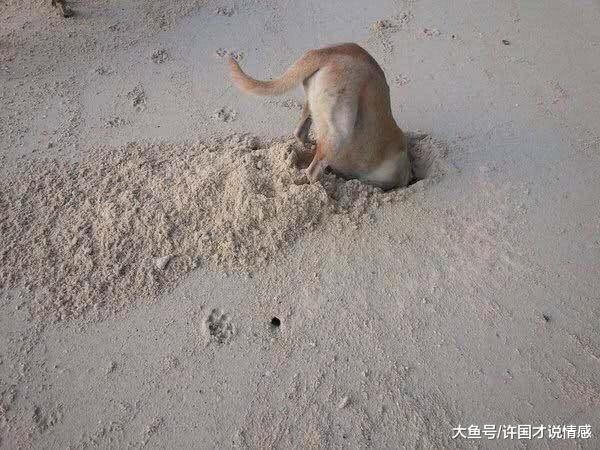 狗狗在海边玩耍，转眼间竟屁股朝天挖洞，主人：憋死这货