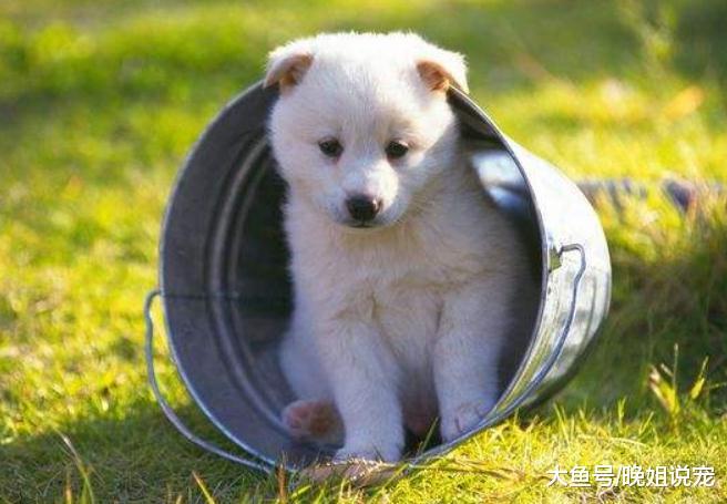 混血狗和纯种狗相比, 为什么混血狗狗口碑差? 这些方面足以说明!