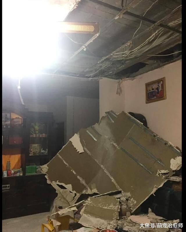 貓咪吃得太胖，結果把家里的天花板都壓塌了！貓：發生了什么？