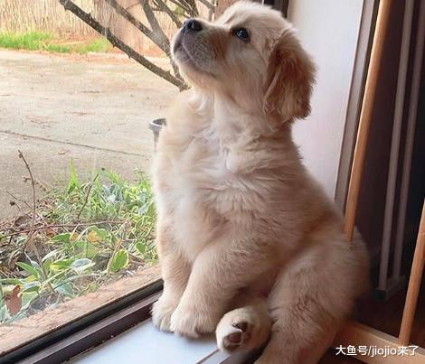 八种狗狗拥有的神奇“超能力”，大部分铲屎官都不知道