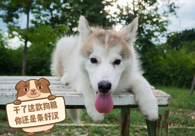 有哪些蔬菜狗狗是不能吃的? 以下4种蔬菜绝不能给狗狗吃, 谨记!