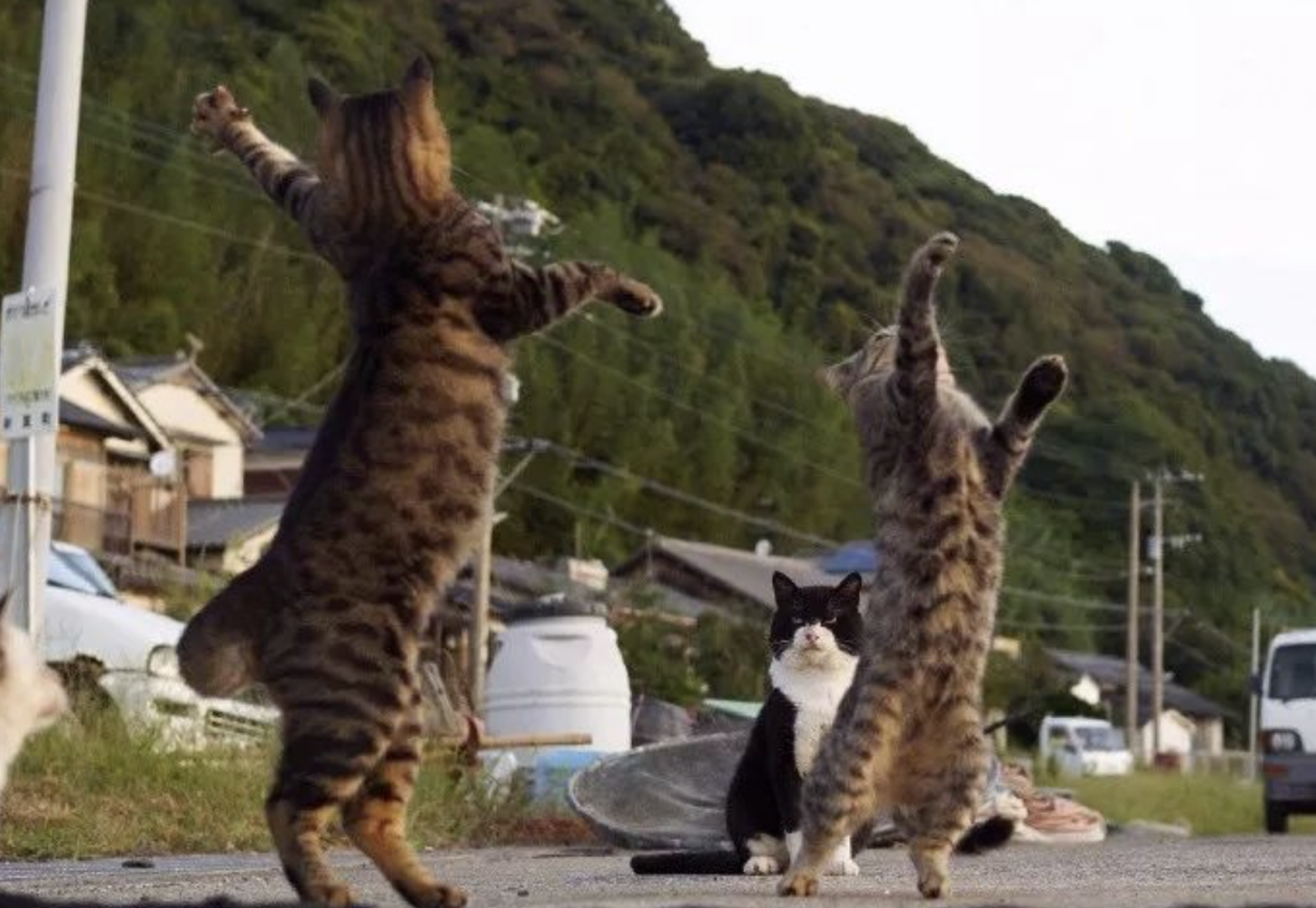 會跳華爾滋的貓咪，這舞步太優雅了，很有難度啊！