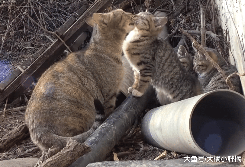 流浪猫每天蹲在店前讨食，除了烤肉啥都不要，小猫们真是被宠坏了