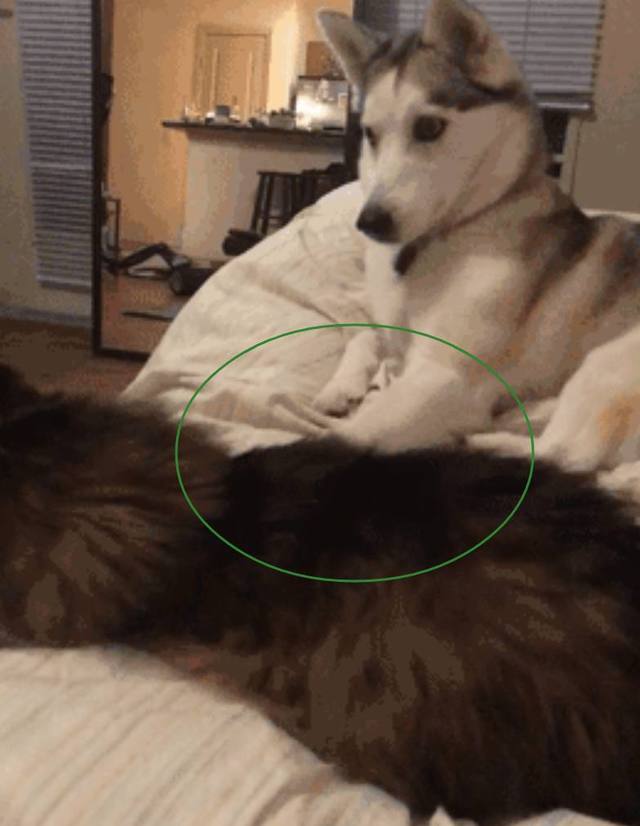 哈士奇看不惯猫咪在床上睡觉，二哈上去就是一脚，表情绝了