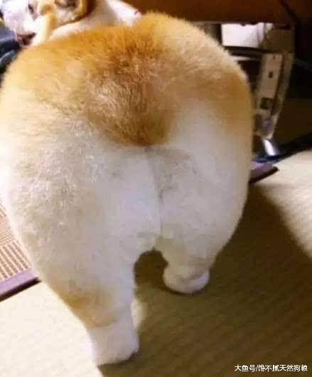 買狗要當心！這5個特點的狗狗“不合格”，別被騙了！